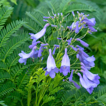 Jacaranda Seeds – Blue