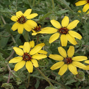 Chocolate Daisy Seeds – Fragrant