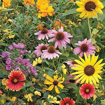 Wildflower Mix Seeds - Assorted