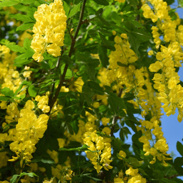 Golden Shower Seeds – Cassia Fistula