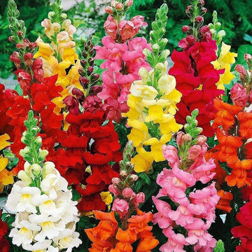 Snapdragon Seeds – Mixed Colors