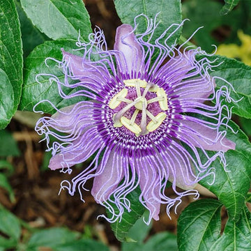 Passiflora Incarnata Seeds – Purple Passion