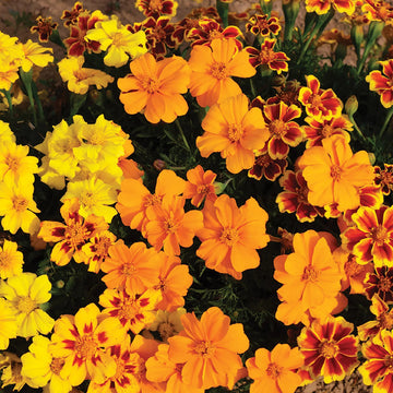 Marigold Seeds – French Disco Mix