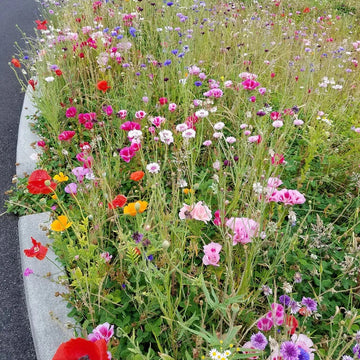 Wildflower Seeds – Low Profile Mix
