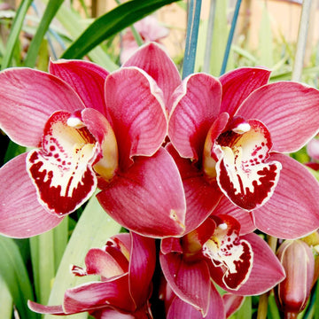 Cymbidium Seeds – Orchid