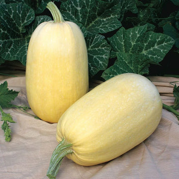 Spaghetti Squash Seeds