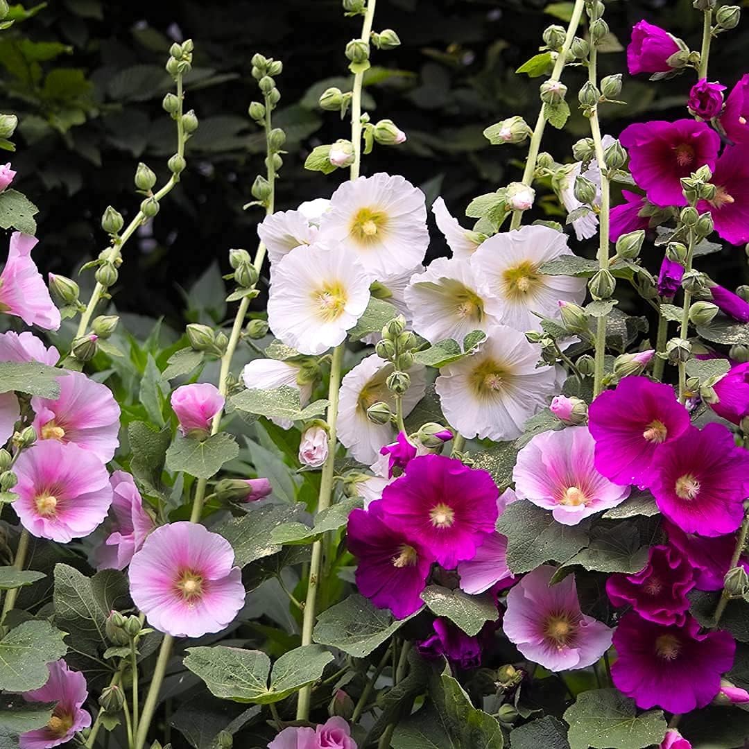 Hollyhock Seeds – Indian Spring