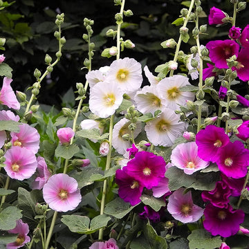 Hollyhock Seeds – Indian Spring