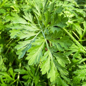 Wormwood Seeds – Artemisia Absinthium