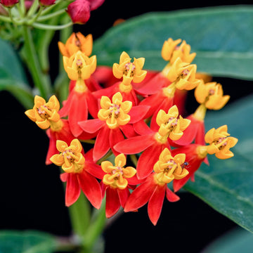 Milkweed Seeds – Tropical