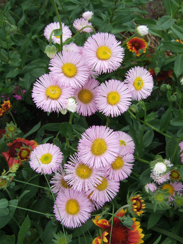 Erigeron Speciosus Seeds – Perennial Daisy Fleabane