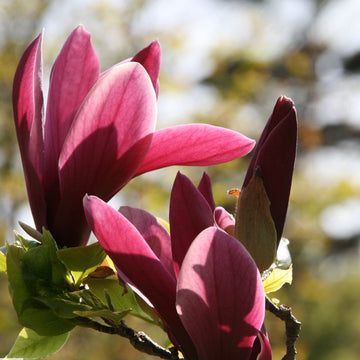 Magnolia Seeds – Liliiflora