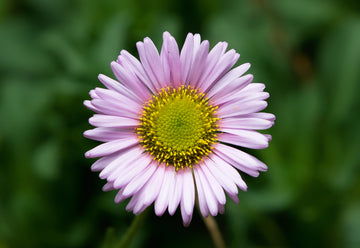 Erigeron Speciosus Seeds – Perennial Daisy Fleabane