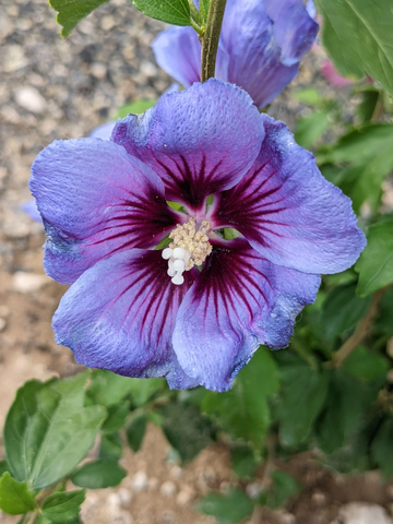 Hibiscus Seeds – Purple
