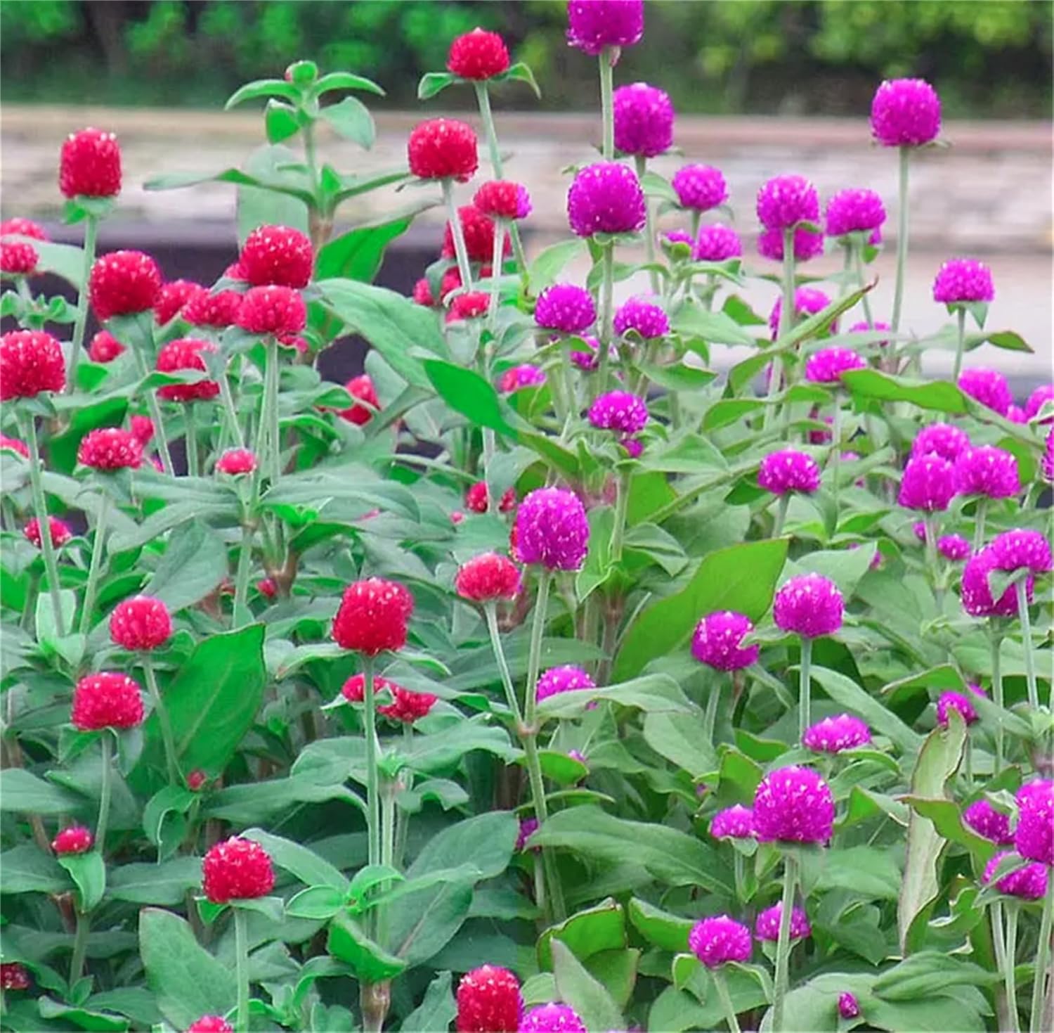 Globe Amaranth Seeds – Mix