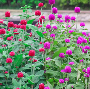 Globe Amaranth Seeds – Mix