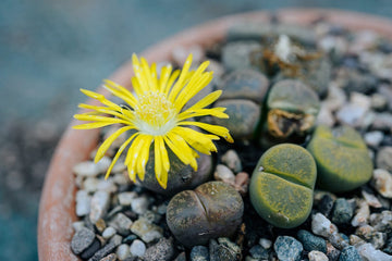 Lithops Seeds – Living Stones Succulent