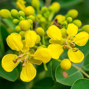 Senna Alexandrina Seeds – Egyptian Senna