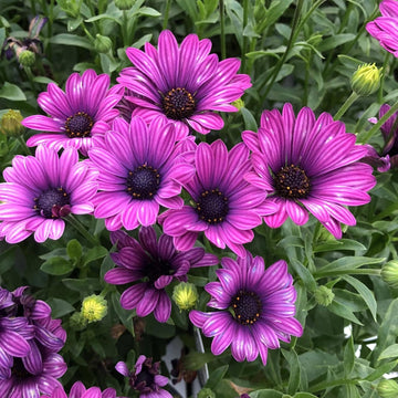 Osteospermum Seeds – Purple