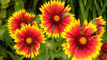 Gaillardia Seeds – Yellow Blanket