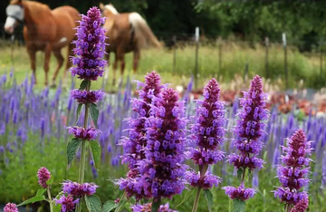 Hummingbird Mint Seeds – Perennial Blooms