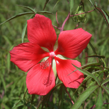 Hibiscus Seeds – Texas Star