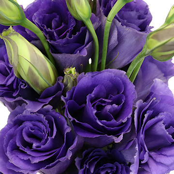 Lisianthus Seeds – Purple