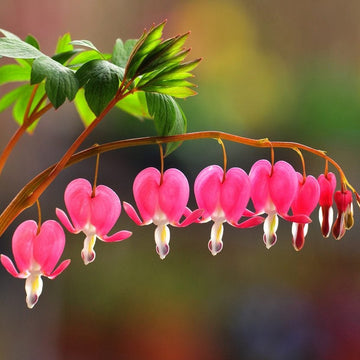 Bleeding Heart Seeds – Dicentra Spectabilis