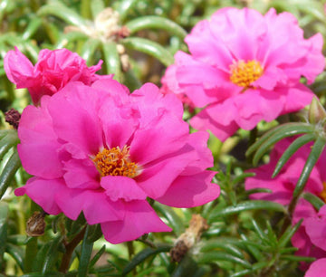 Moss Rose Seeds – Annual Groundcover