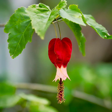 Abutilon Seeds – Trailing