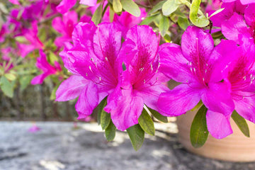Japanese Azalea Seeds – Evergreen Shrub