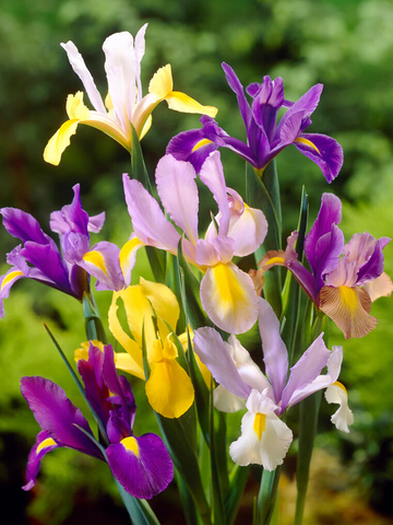 Iris Seeds – Dutch