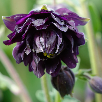 Columbine Seeds – Black Barlow