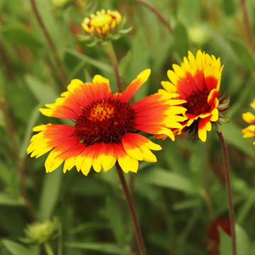 Blanket Flower Seeds – Gaillardia