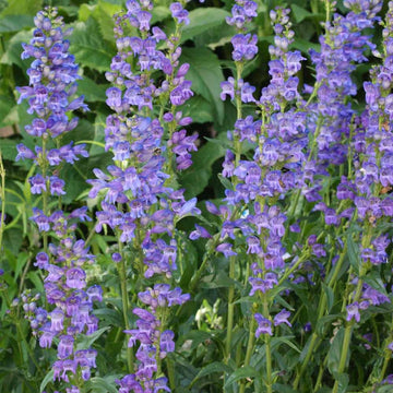 Penstemon Strictus Seeds – Rocky Mountain Beardtongue
