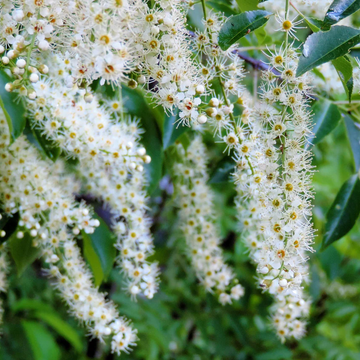 Black Cherry Seeds – Perennial Blooms