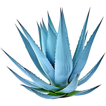 Aloe Vera Seeds – Premium Sky Blue