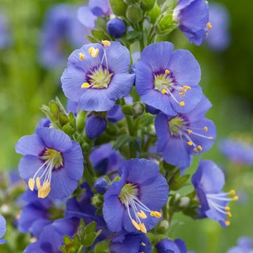 Jacob's Ladder Seeds – Perennial Blooms