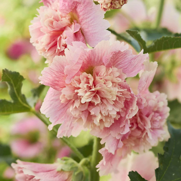 Hollyhock Seeds – Summer Carnival Pink