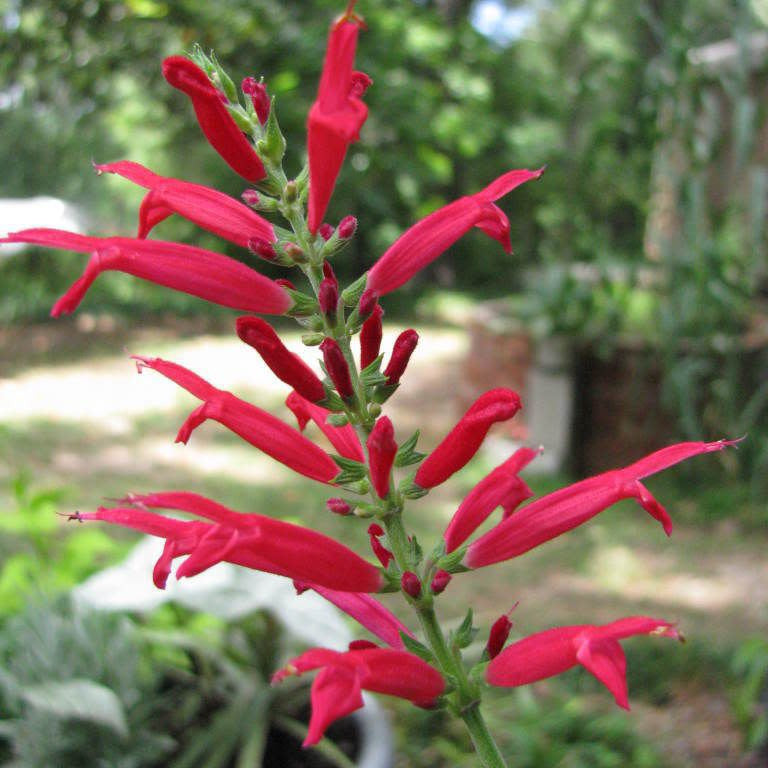 Pineapple Sage Seeds – Aromatic Perennial