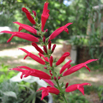 Pineapple Sage Seeds – Aromatic Perennial