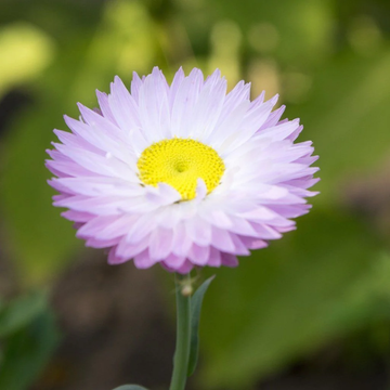 Paper Daisy Seeds – Drought Tolerant, Long-Lasting Blooms