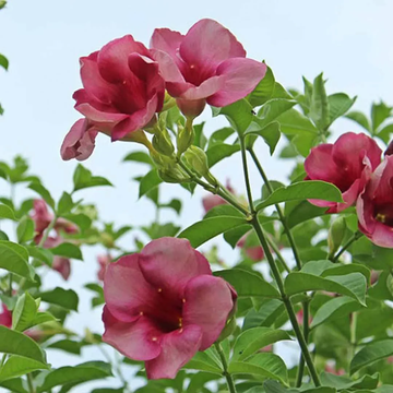 Allamanda Seeds – Blanchetii