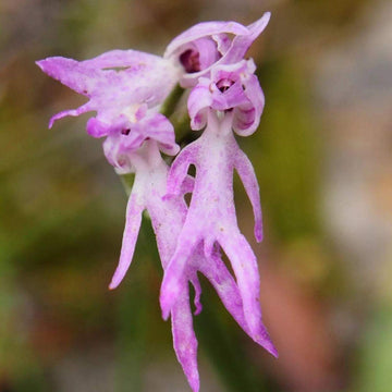 Orchis Italica Seeds – Naked Man Orchid