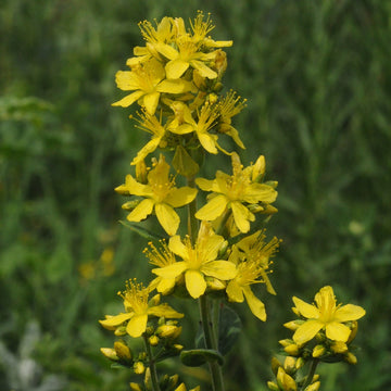 St. John’s Wort Seeds – Hairy (Hypericum hirsutum)