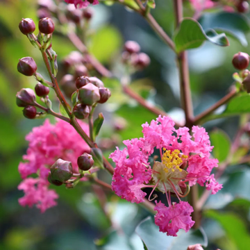Crepe Myrtle Seeds – Pink