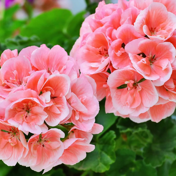 Geranium  Seeds – Salmon Queen
