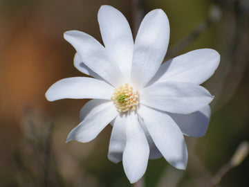 Magnolia Seeds – Star