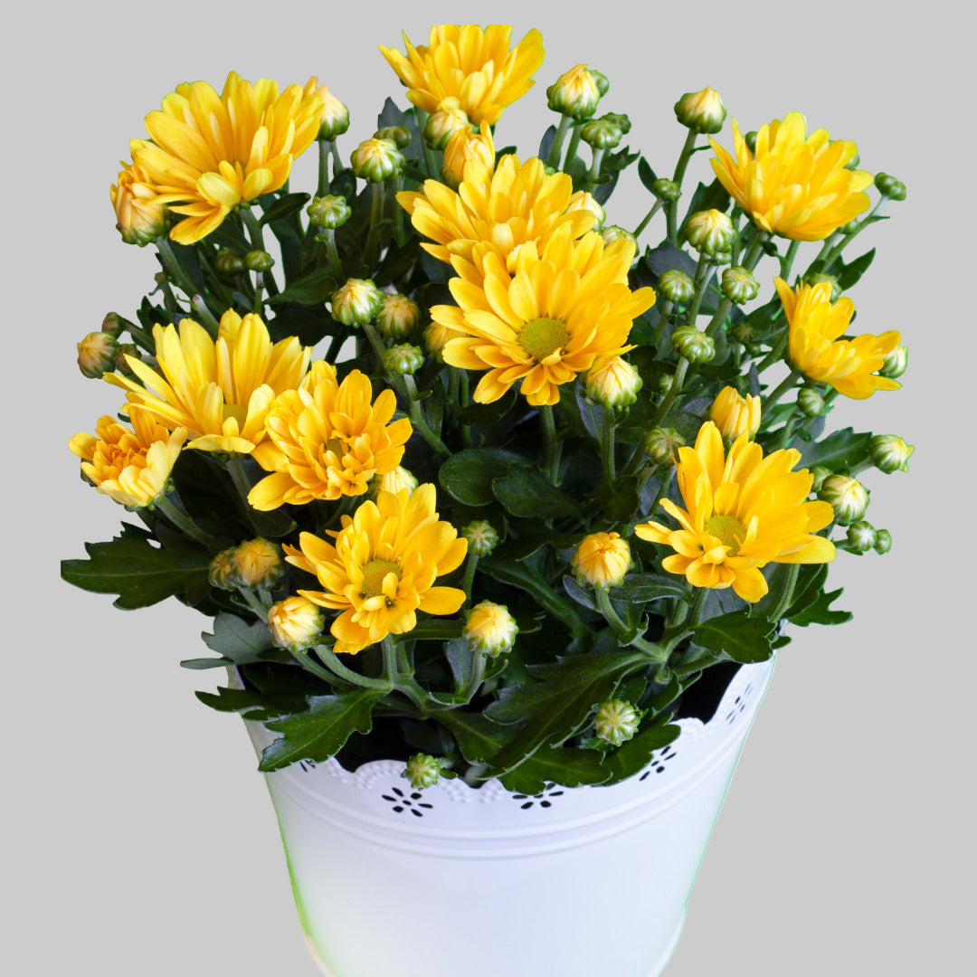 Chrysanthemum Seeds