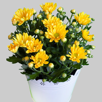 Chrysanthemum Seeds